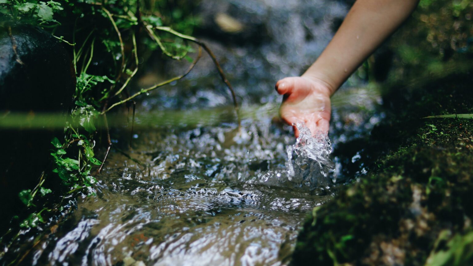 A small hand reaching into a pure stream surrounded by lush green leaves and stones.